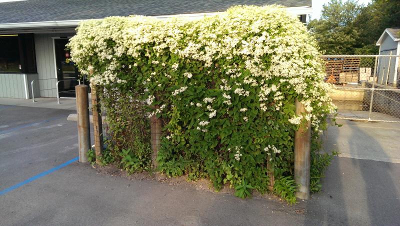 This is the Paniculata var. Clematis vine in front of the store.